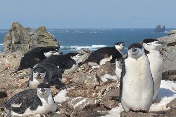 A group of penguins sitting and standing on rocky terrain at the seashore. Some of the penguins have their eyes closed.