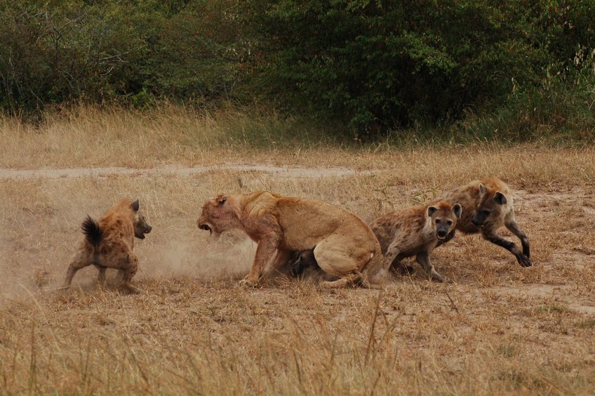 three spotted hyenas mobbing a lioness