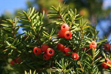 Yew tree with fruits. Paclitaxel and its precursors are produced in the needles and bark of various trees in the genus Taxus. 