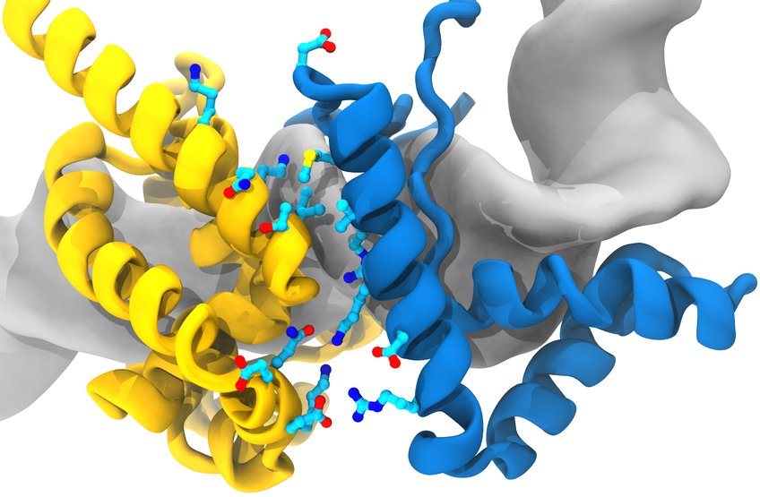 Model of the Super-Sox (blue)/Oct4 (yellow) dimer on a regulatory area of the Oct4 gene in the DNA (grey).