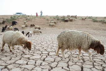 Laborious search for food: Sheep search for food along the River Khabour near the town of Tel Tamer in north-east Syria in August 2023. Syria and Iraq have been experiencing an exceptional drought since 2020. In future, artificial intelligence will help to predict the effects of extreme events such as exceptional drought. 