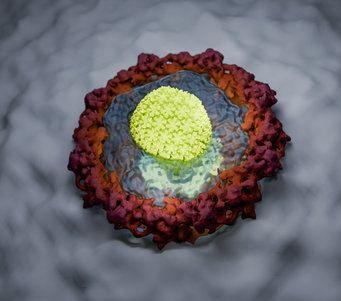 W jaki sposób wirus HIV przemyca swój materiał genetyczny do jądra komórkowego?