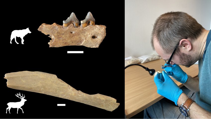 Analysis of over 1000 animal bones from Ranis showed that early Homo sapiens processed the carcasses of deer but also of carnivores, including wolf. 
