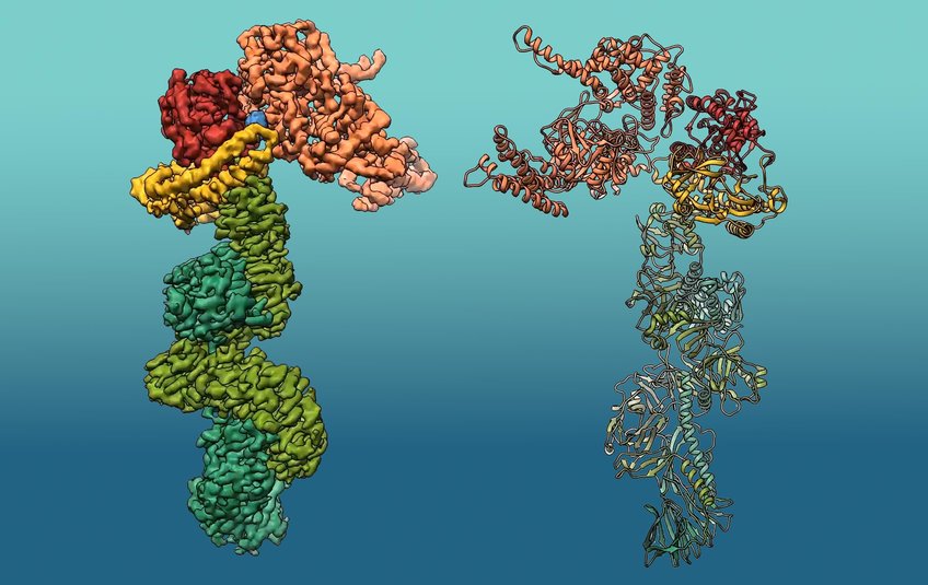 3D structure of 'Makes caterpillars floppy 1' (Mcf1). The structure of Mcf1 resembles a seahorse with a head containing several toxic payloads, while the tail region can attach to target cells.