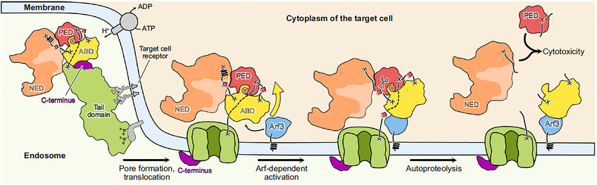 Mechanism of action of Mcf1 toxin. After binding of the toxin to as yet unknown receptors on the surface of the host cell, the toxin is endocytosed. Acidification of the endosome triggers a conformational change inside the 600 amino acid-long delivery region, which forms a pore and translocates the head region of the toxin inside the target cell. After translocation, a series of proteolysis reactions and cleavages, Mcf1 toxic payloads are released, which impair essential physiological pathways ultimately leading to cell death.