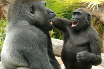Do apes have humor?