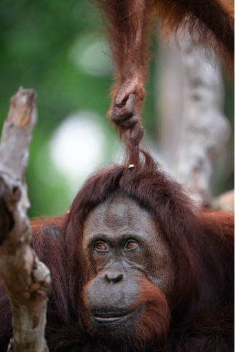 an orangutan pulling the hair of another