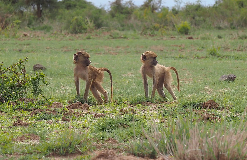 Juvenile baboons in Amboseli National Park in Kenya. The researchers combined DNA methylation data with ecological, behavioral, and life history data collected at the Amboseli study site.