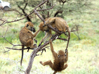 Juvenile baboons playing. Researchers have been collecting data on the behavior of wild baboons in the Amboseli ecosystem in Kenya for more than 50 years.
