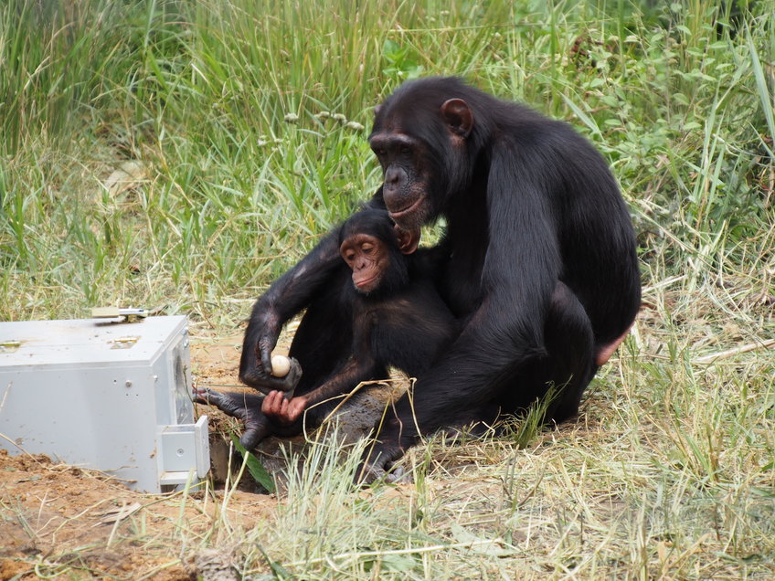A puzzle box with peanuts posed a major challenge for two groups of chimpanzees in Zambia.
