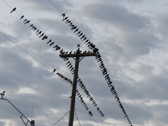 Flock of great-tailed grackles on powerlines.