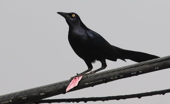 Male great-tailed grackle on a power line holding a sauce packet.