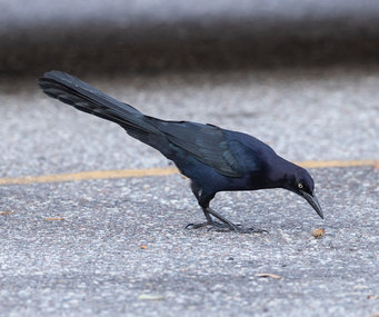 Male great-tailed grackle foraging in a parking lot.