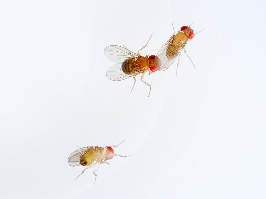 In a mating experiment, a Drosophila simulans female is courted by a Drosophila mauritiana male. The flies were previously exposed to ozone levels found in urban areas on hot days. Ozone disrupts the insects' pheromone communication and can even remove the natural mating boundaries between species.