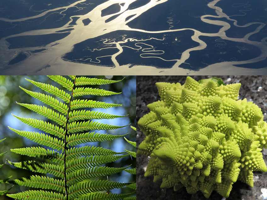 Many fractal structures, for example in clouds or river deltas (above) are created by random processes and do not follow an exact mathematical formula; a smaller river bed does not correspond exactly to the structure of the larger channel from which it branches off. Ferns (bottom left) and Romanesco cauliflower, on the other hand, are examples of regular fractals. 