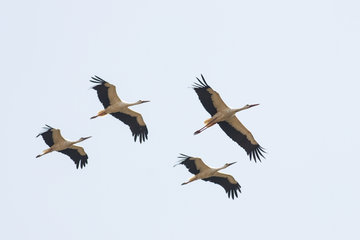 four storks flying in the sky