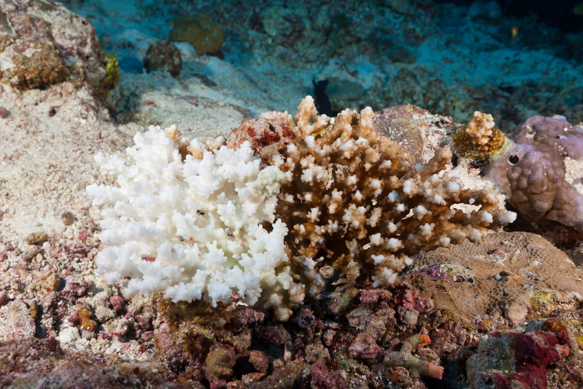 Coral Bleaching around the Maldives in the Indian Ocean in April, 2019. 