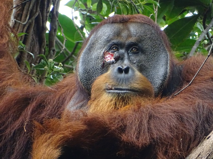 A sumatran orangutan with a wound on his face