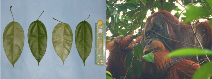 Left: Pictures of Fibraurea tinctoria leaves. The length of the leaves is between 15 to 17 centimeters. Right: Rakus feeding on Fibraurea tinctoria leaves (photo taken on the day after applying the plant mesh to the wound). 