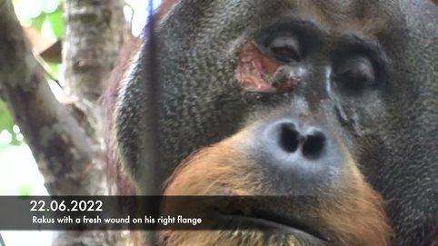 The male orangutan Rakus treats his wound with Fibraurea tinctoria leaves.
