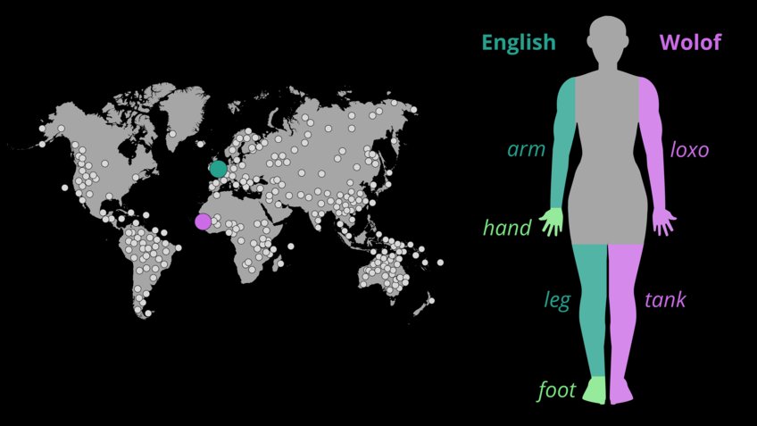 Illustration of the study's language sample and the words for arm/hand and leg/foot in English and Wolof.