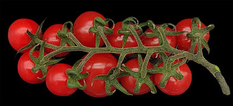 Tomato fruits produced by a tetraploid tomato plant (with 48 chromosomes) produced by crossing two different tomato MiMe parents. 