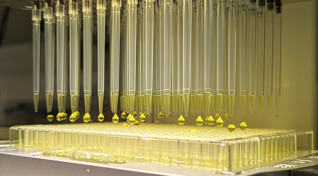 A so-called multi-pipette in a high-throughput robot; the pipette tips contain a yellow solution and drops are hanging from them.
