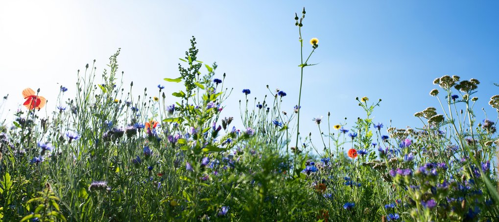 Eine Wiese mit Wildblumen und Gräsern unter einem sonnigen, wolkenlosen Himmel.