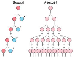 Quantitativer Unterschied zwischen sexueller und asexueller Fortpflanzung. 