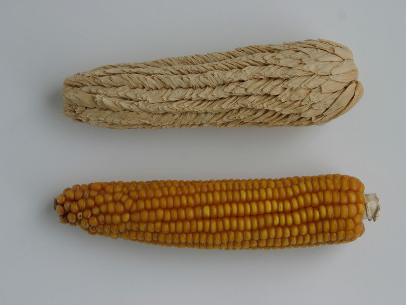 What is maize?