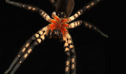 Durchschlagendes Design: Die Giftklauen der Spinnen