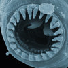 The Roundworm? What Teeth!