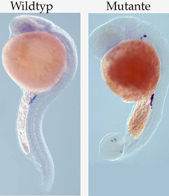 Ein Beispiel für die Wichtigkeit von Signalen der somatischen Zellen für die normale Keimzellmigration. In den Wildtyp-Embryonen erreichen die Keimzel