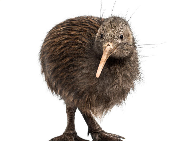 Kiwi bird genome sequenced | Max Planck Society