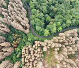  Lebe wohl, du schöner Wald? │Deutscher Wald im Klimawandel zwischen Wunsch und Wirklichkeit 