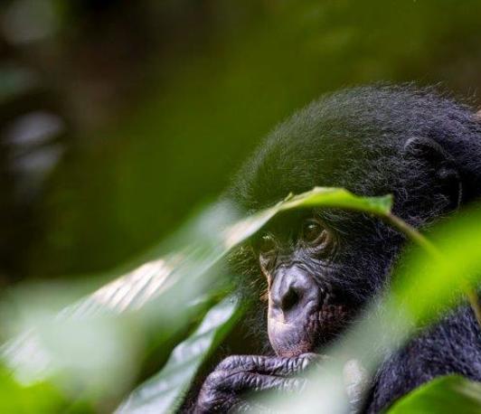 Bonobo Stories - Fotografien von Christian Ziegler aus dem Salonga Nationalpark